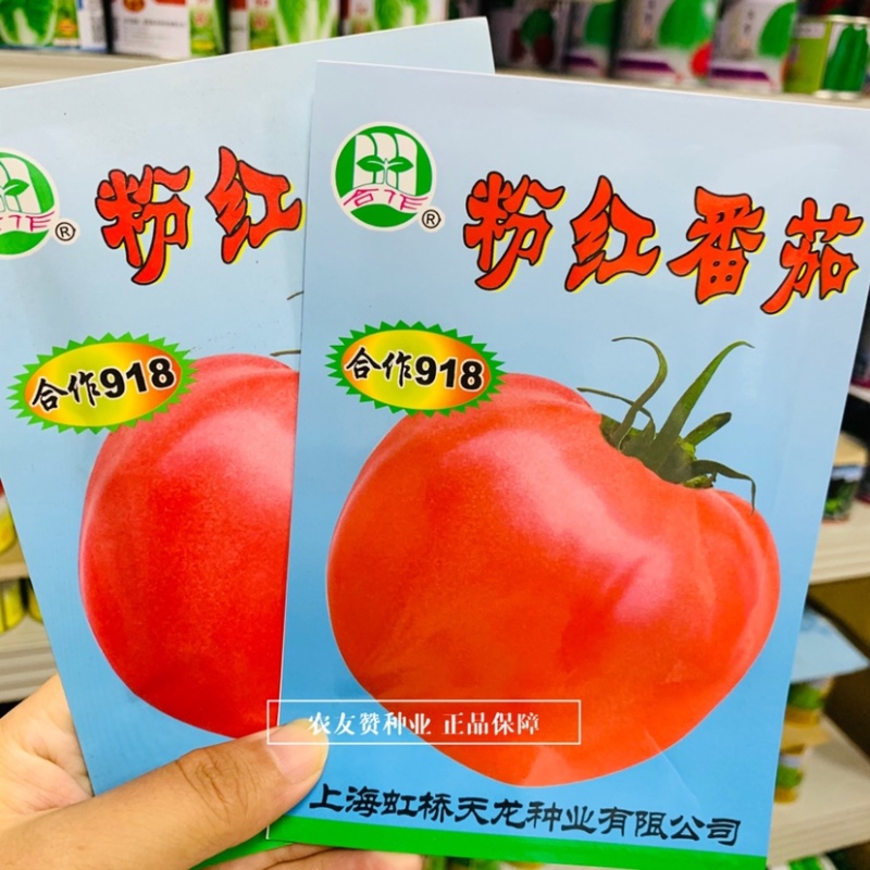 上海合作918粉红番茄种子酸甜适中无限生长型西红柿种子