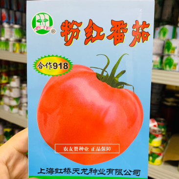 上海合作918粉红番茄种子酸甜适中无限生长型西红柿种子
