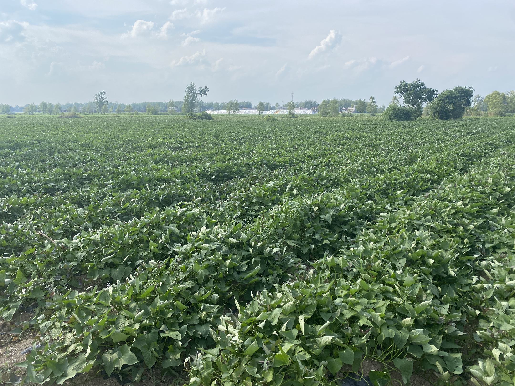 图为广西南宁武鸣区的西瓜红红薯种植基地,成片红薯长势良好 西瓜红红薯田间种植图