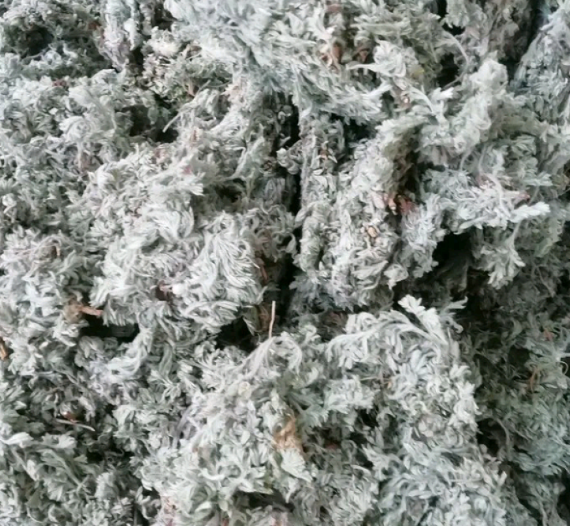 茵陈