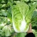 大白菜种子北方秋季高产包心白菜种籽新品耐寒越冬蔬菜种