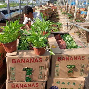 大花金鸡菊