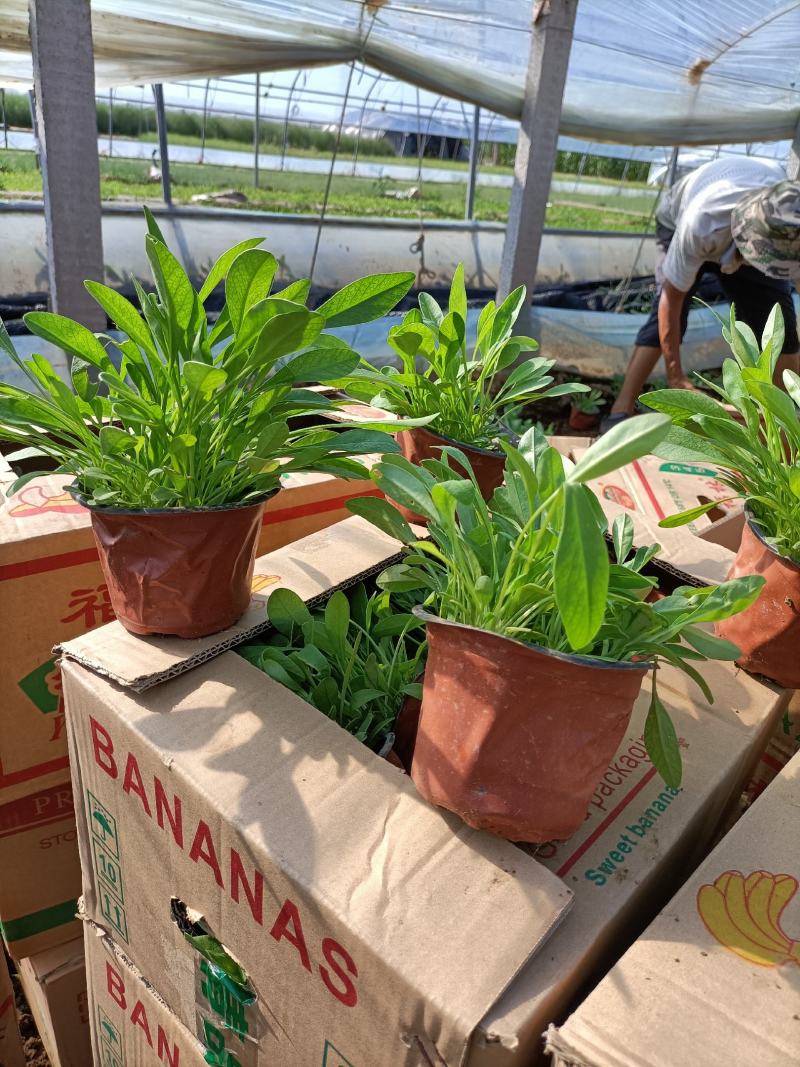大花金鸡菊