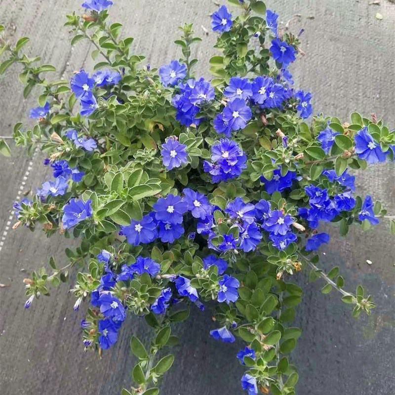 蓝星花盆栽带花苞阳台庭院花园耐热四季开花吊兰花卉垂吊好养