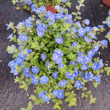 蓝星花盆栽带花苞阳台庭院花园耐热四季开花吊兰花卉垂吊好养