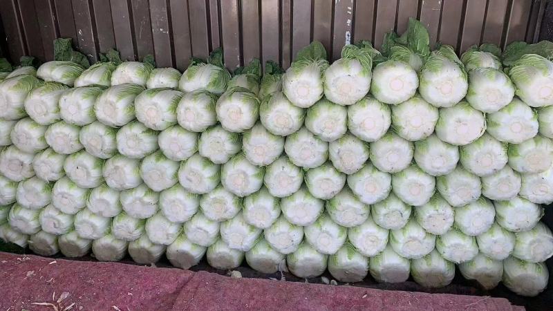 河北永年区大白菜大量上市质量保证个头均匀视频看货