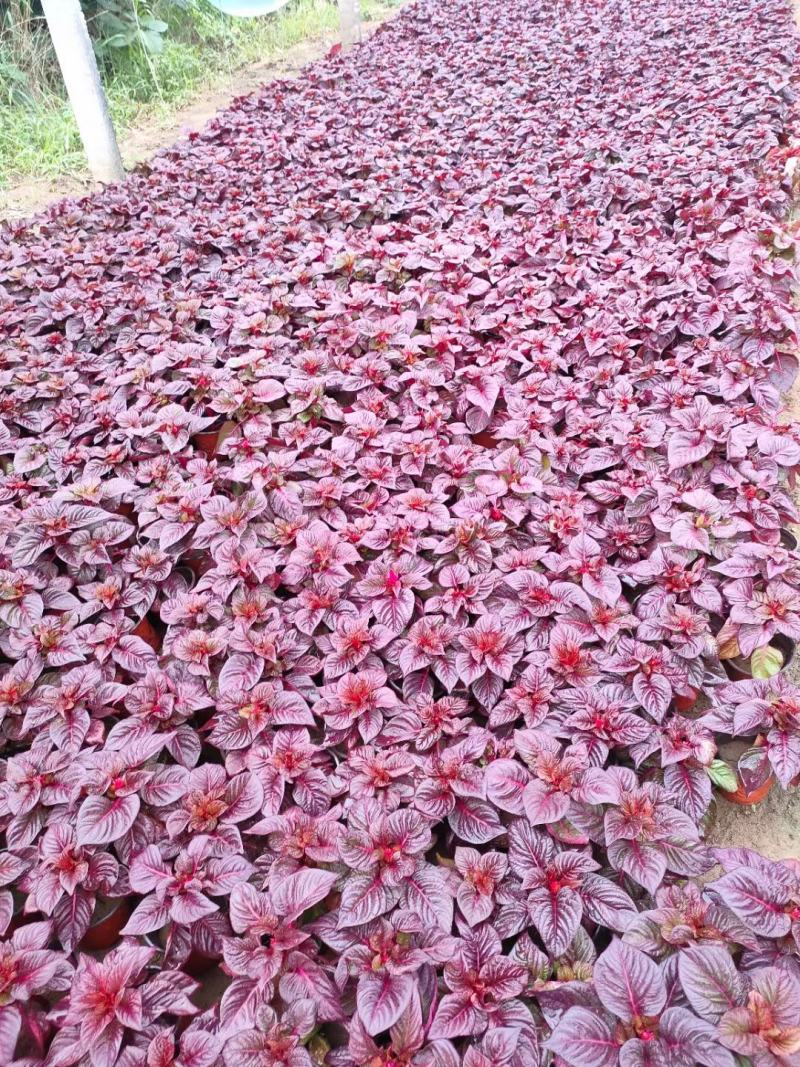一支笔鸡冠花