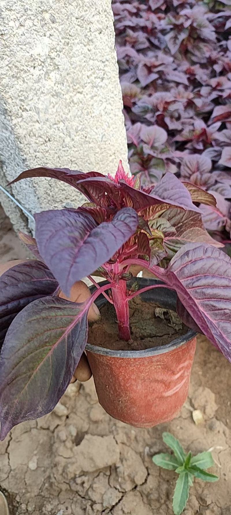 一支笔鸡冠花
