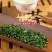 野生护肝茶，甘甘甜甜好味道