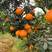 象山红美人柑橘苗，，果冻橙柑桔苗