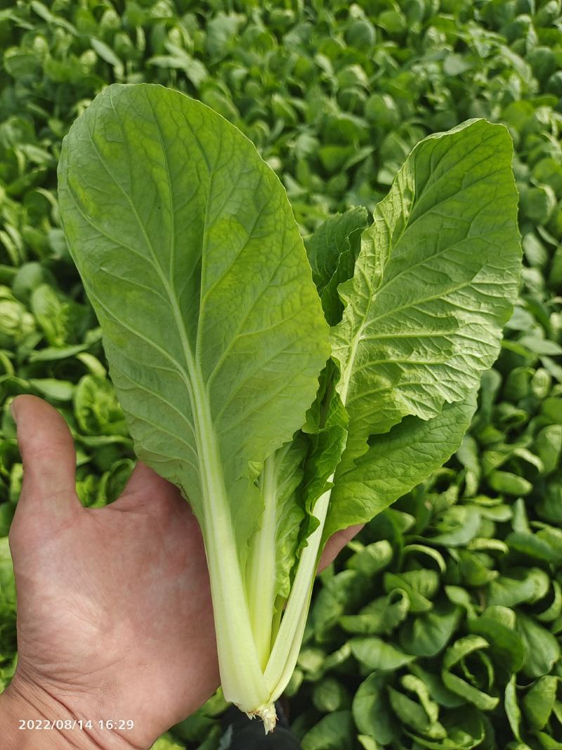 小白菜快菜小青菜原产地供货代收代发全国发货质量保证