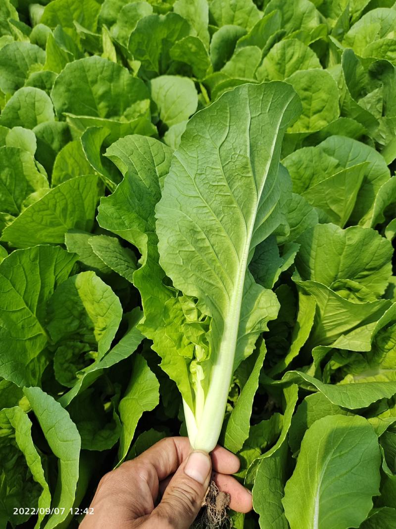 小白菜快菜小青菜原产地供货代收代发全国发货质量保证