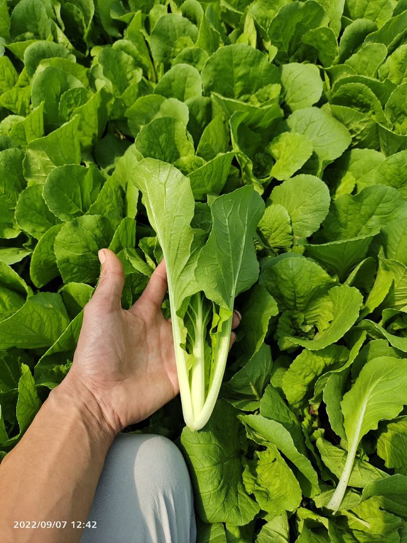 小白菜快菜小青菜原产地供货代收代发全国发货质量保证