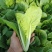 小白菜快菜航白菜小青菜视频看货代收代办，产地直供保质保量