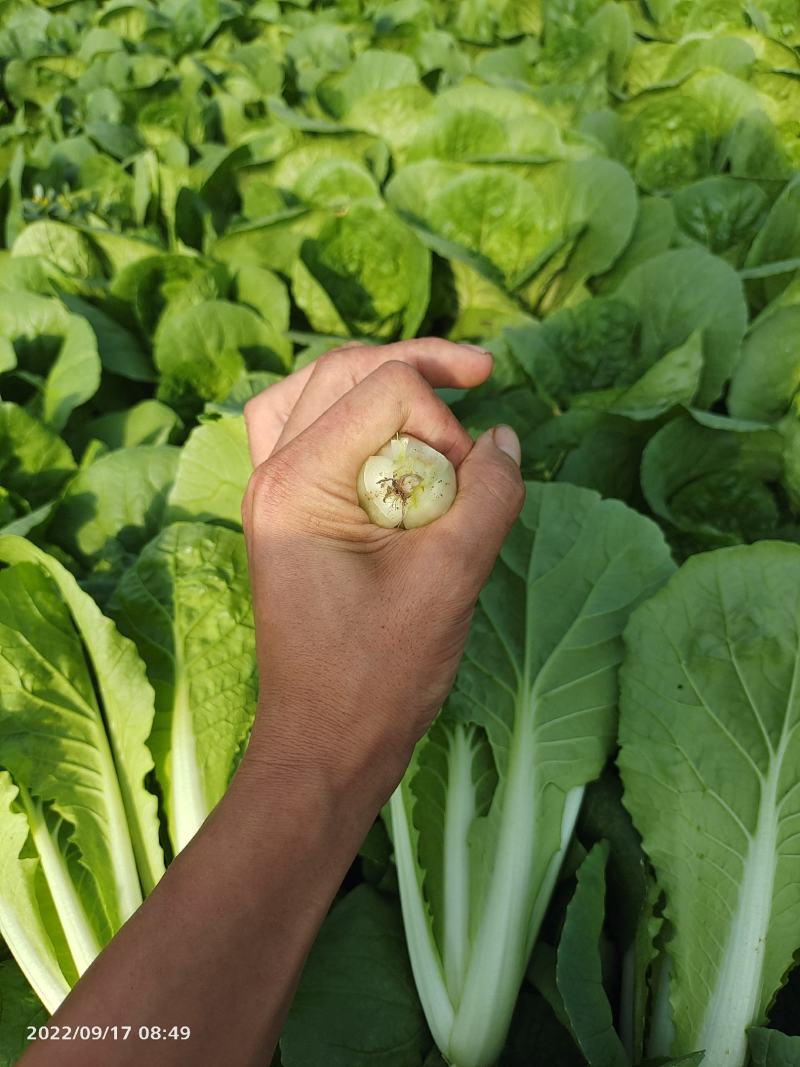 小白菜快菜航白菜小青菜视频看货代收代办，产地直供保质保量