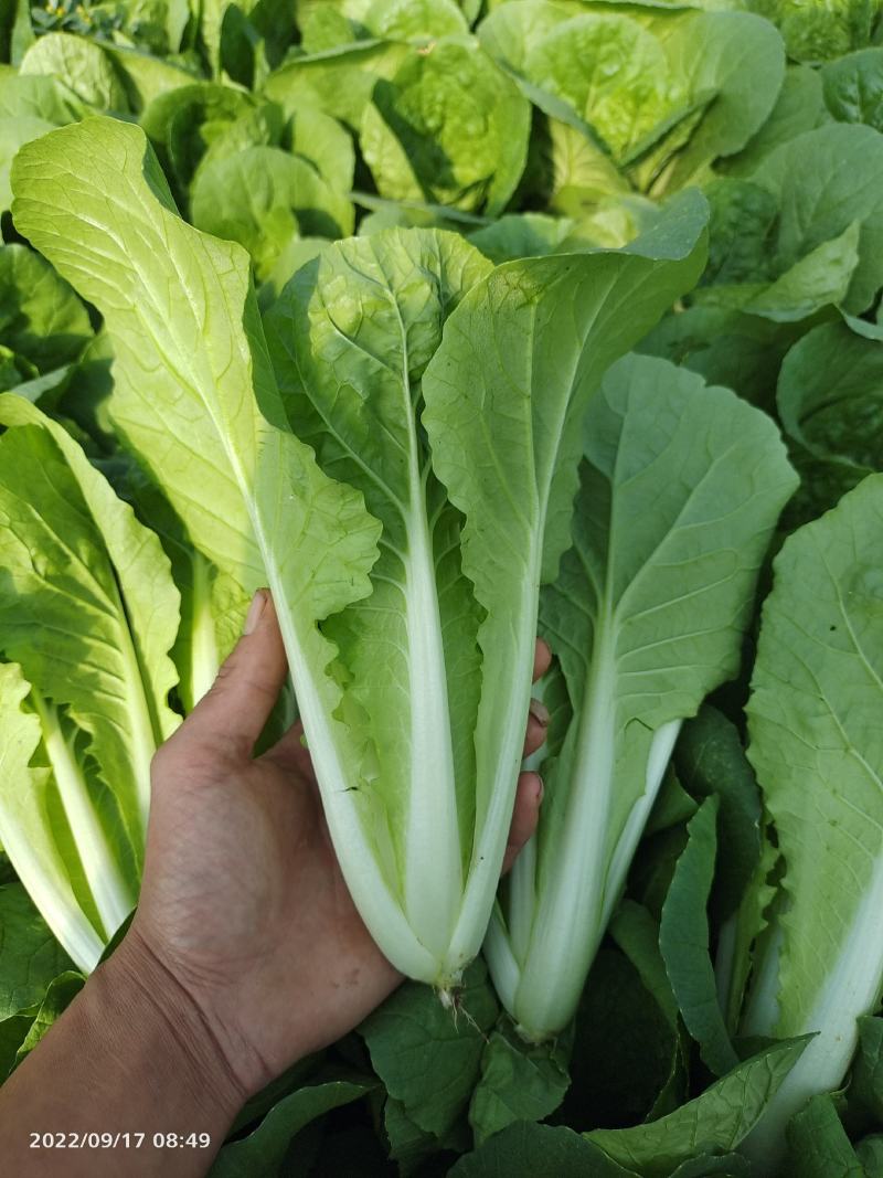 小白菜快菜航白菜小青菜视频看货代收代办，产地直供保质保量
