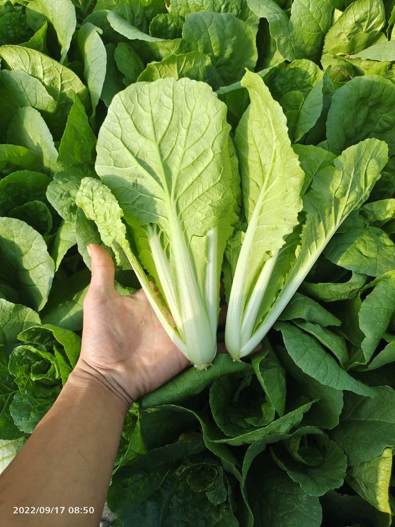 小白菜快菜航白菜小青菜视频看货代收代办，产地直供保质保量