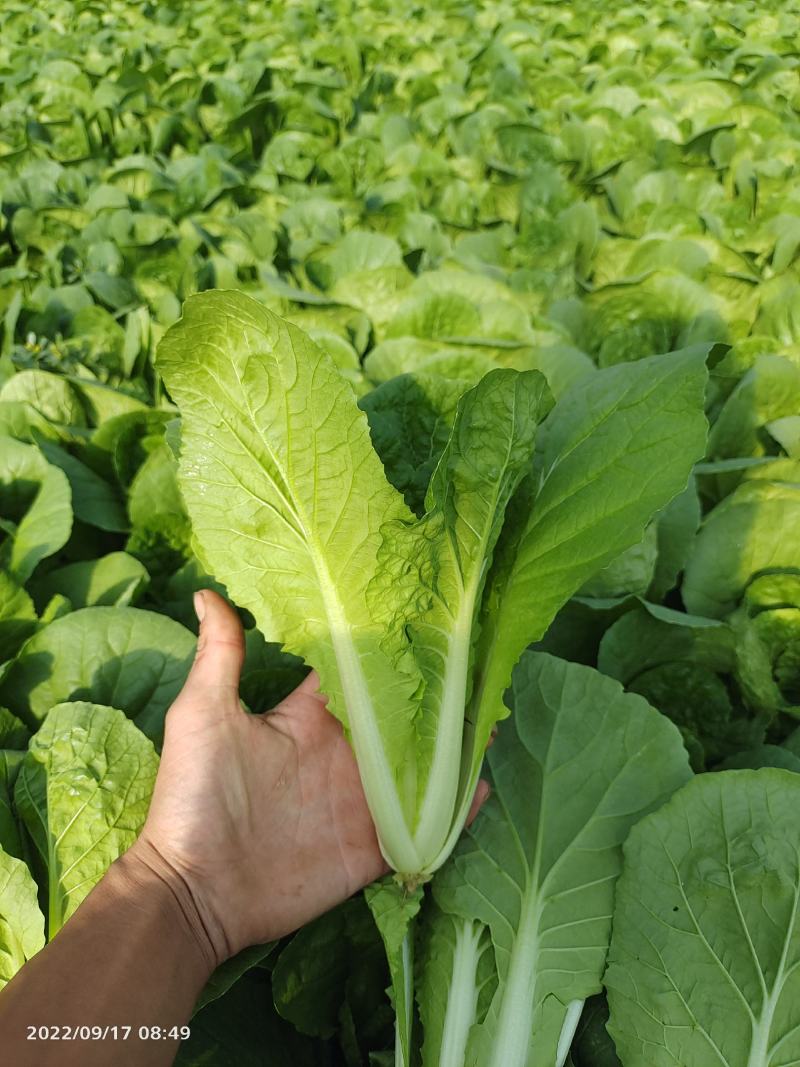 小白菜快菜航白菜小青菜视频看货代收代办，产地直供保质保量
