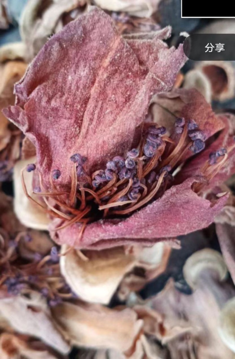 木棉花产地货源充足品质好保质保量欢迎咨询选购