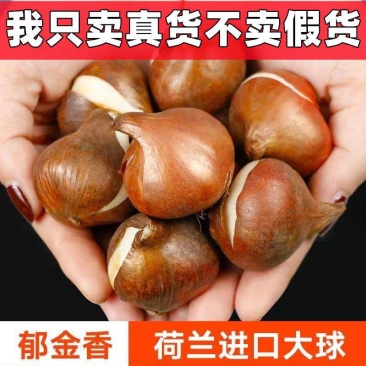 进口郁金香种球大颗水培土培庭院绿化园林造景阳台多年生球根