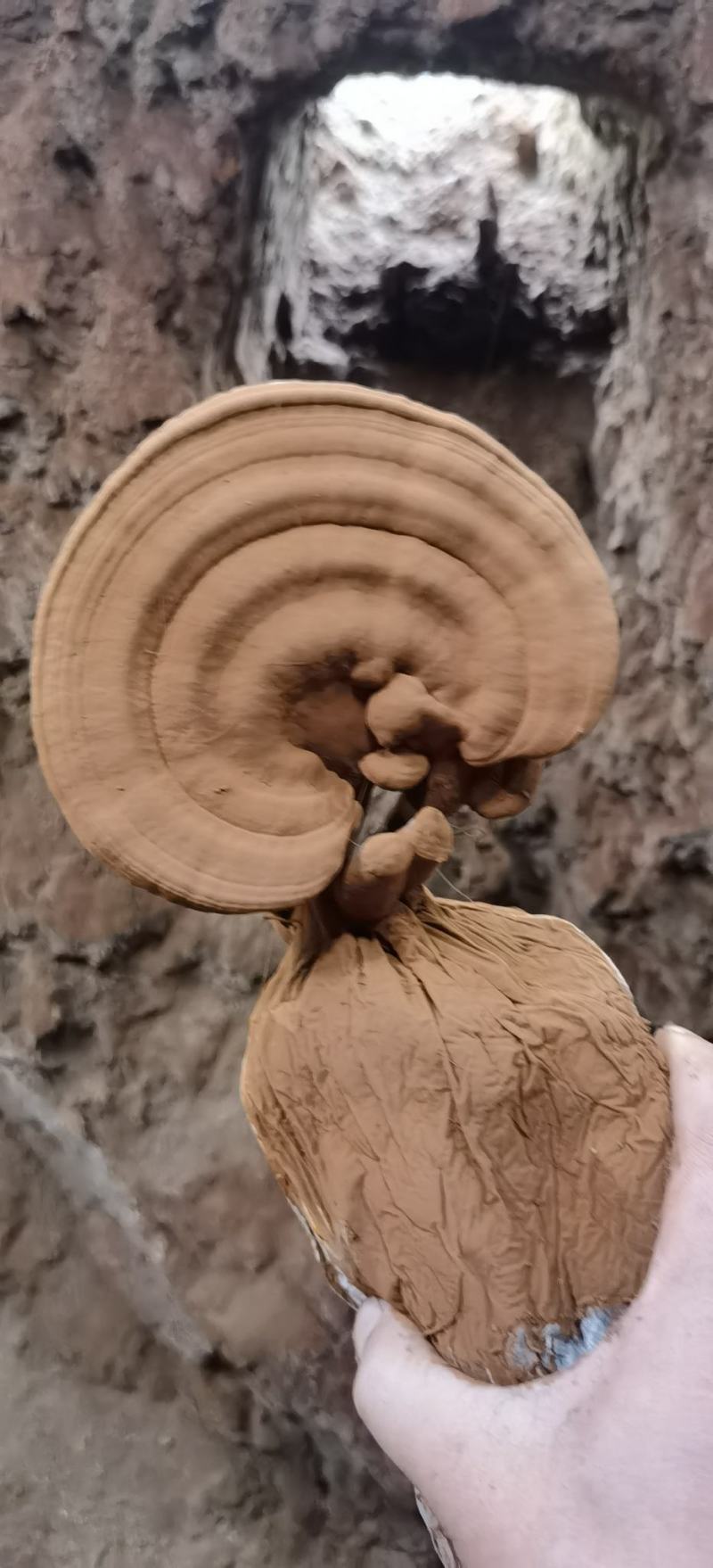 赤灵芝鲜片带灵芝灵芝基地直发。带菌包灵芝鲜片，基地直发，