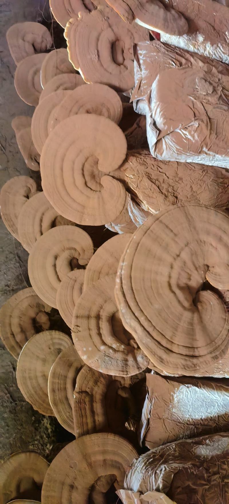 赤灵芝鲜片带灵芝灵芝基地直发。带菌包灵芝鲜片，基地直发，
