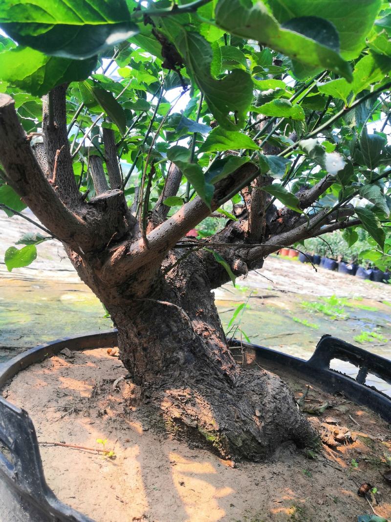 梅花盆景坨坨桩