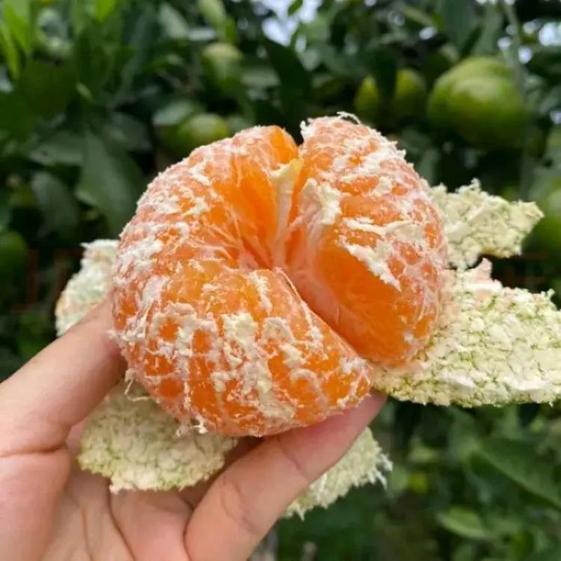 云南蜜橘柑橘柑桔橘子产地直供皮薄肉多多汁美味