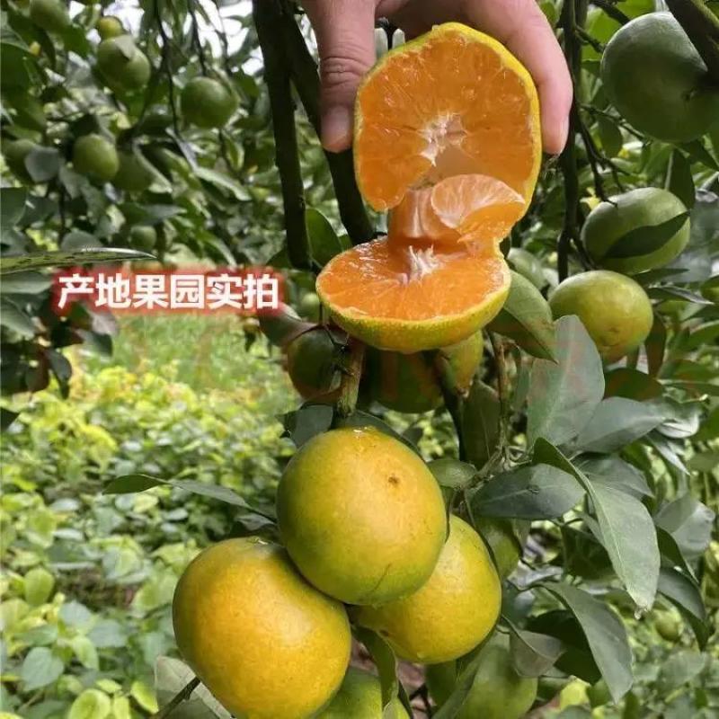 云南蜜橘柑橘柑桔橘子产地直供皮薄肉多多汁美味