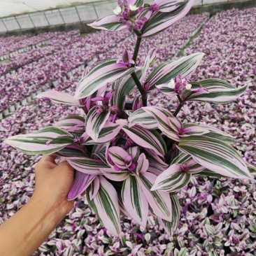 油画婚礼吊兰盆栽观叶水培植物花卉室内好养易活办公室桌面绿