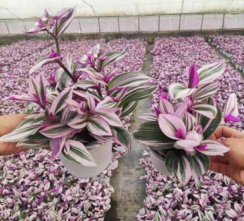 油画婚礼吊兰盆栽观叶水培植物花卉室内好养易活办公室桌面绿