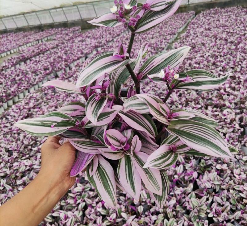 油画婚礼吊兰盆栽观叶水培植物花卉室内好养易活办公室桌面绿