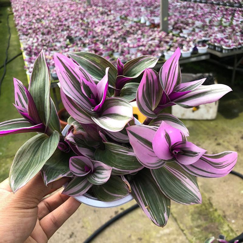 油画婚礼吊兰盆栽观叶水培植物花卉室内好养易活办公室桌面绿