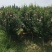 木槿多枝大量上市了价格优惠一手货源质量保证