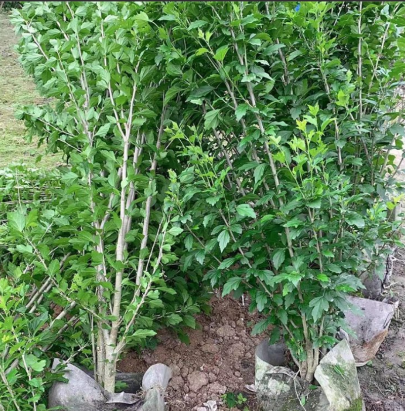 木槿多枝大量上市了价格优惠一手货源质量保证