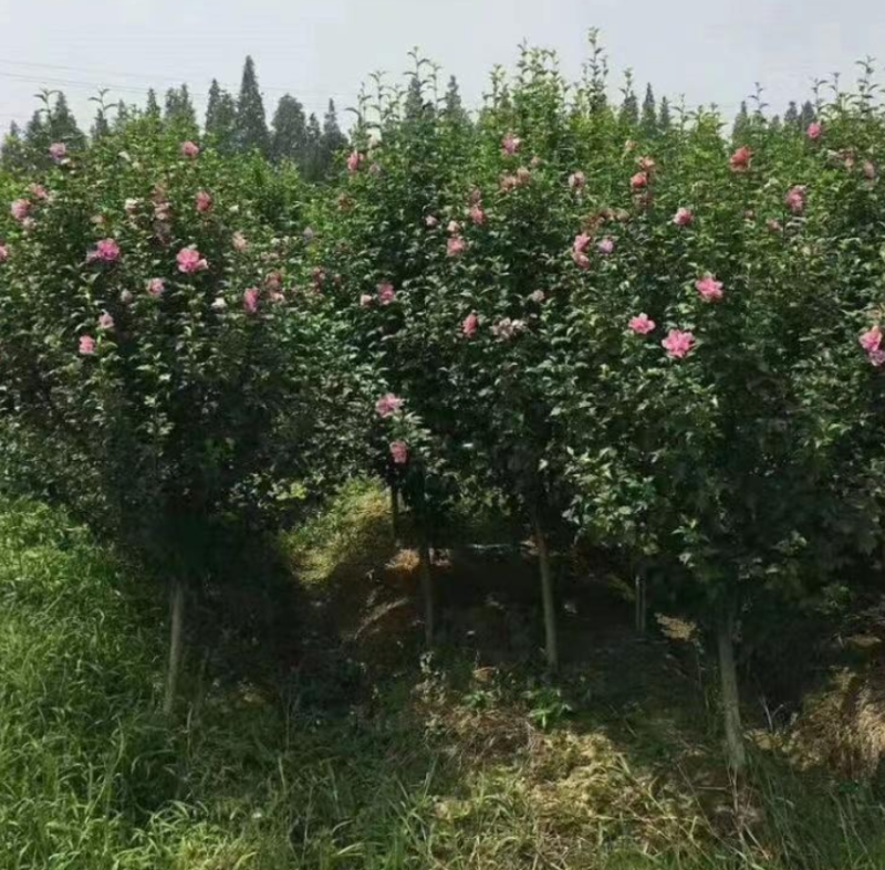 木槿多枝大量上市了价格优惠一手货源质量保证