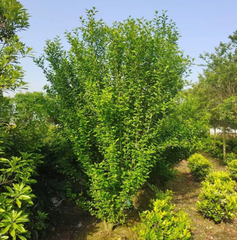 木槿多枝大量上市了价格优惠一手货源质量保证