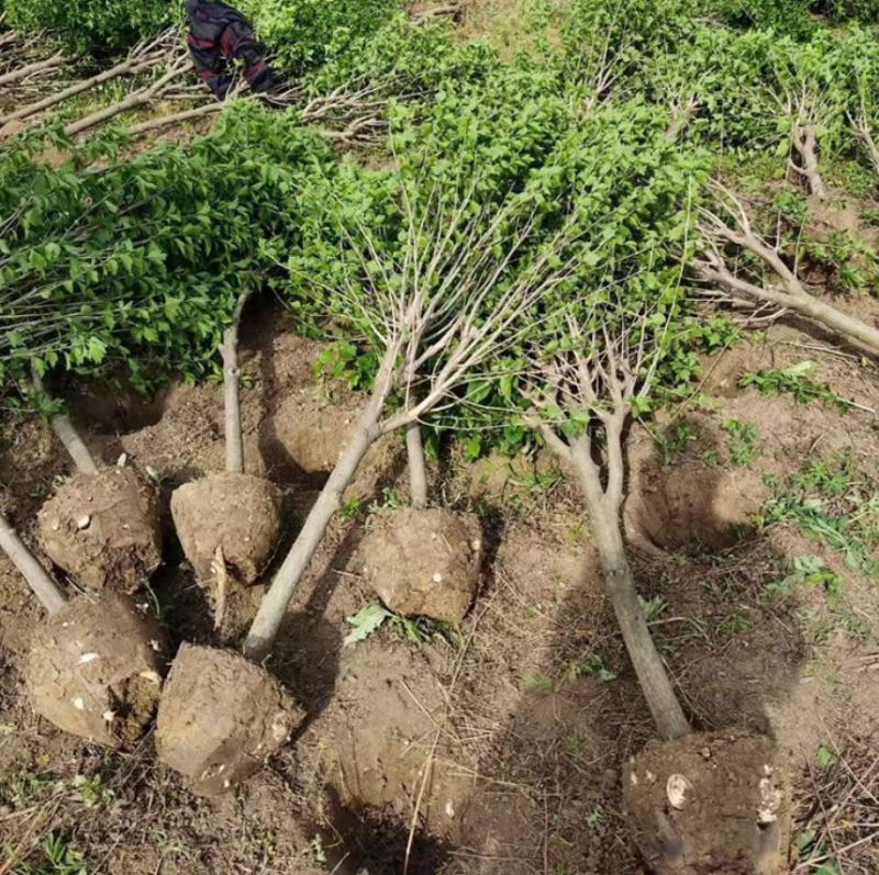 木槿多枝大量上市了价格优惠一手货源质量保证
