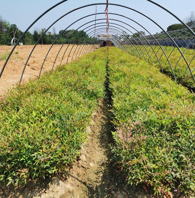 信阳南天竹小苗大量上市了价格优惠一手货源质量保证