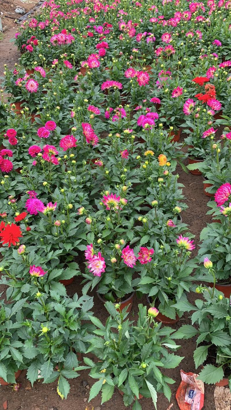 小丽花