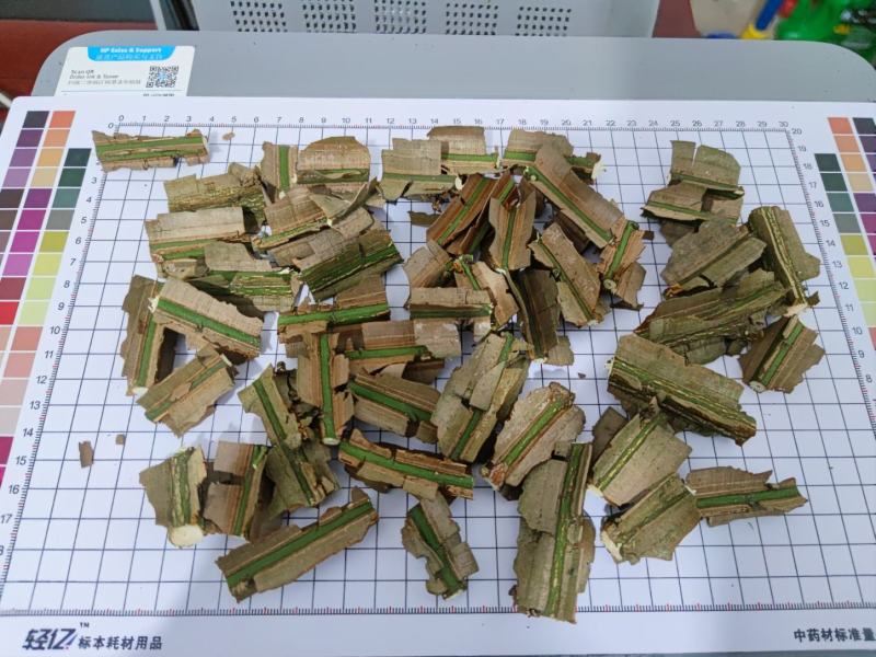 鬼箭羽大片手掰货统货过电筛新鲜枝条各种规格产地大量批发