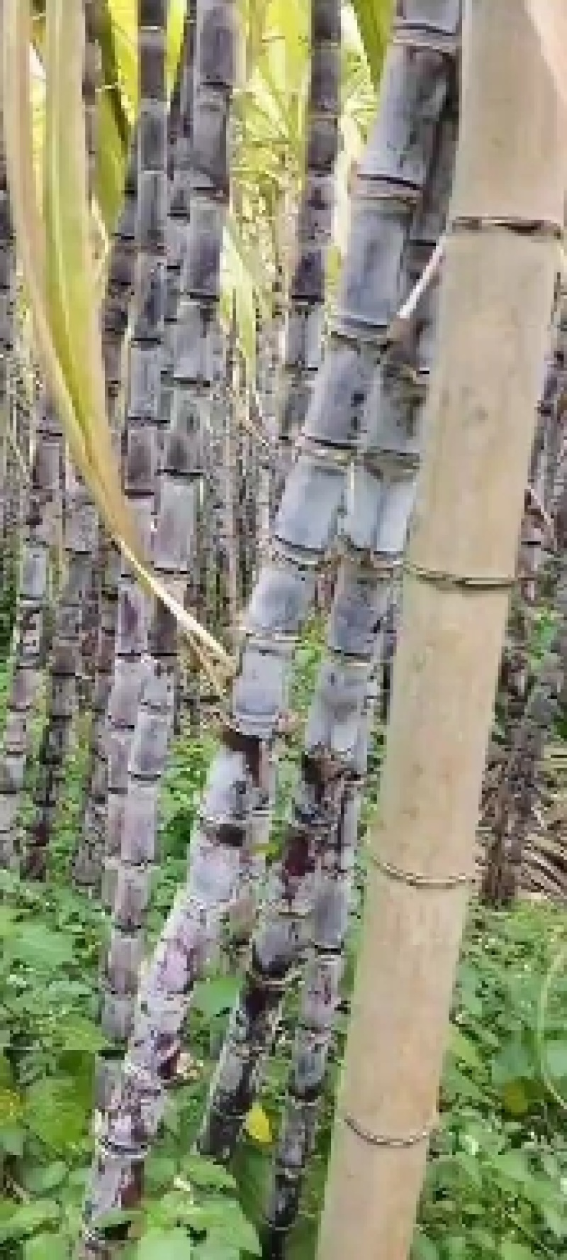 广东韶关翁城甘蔗
