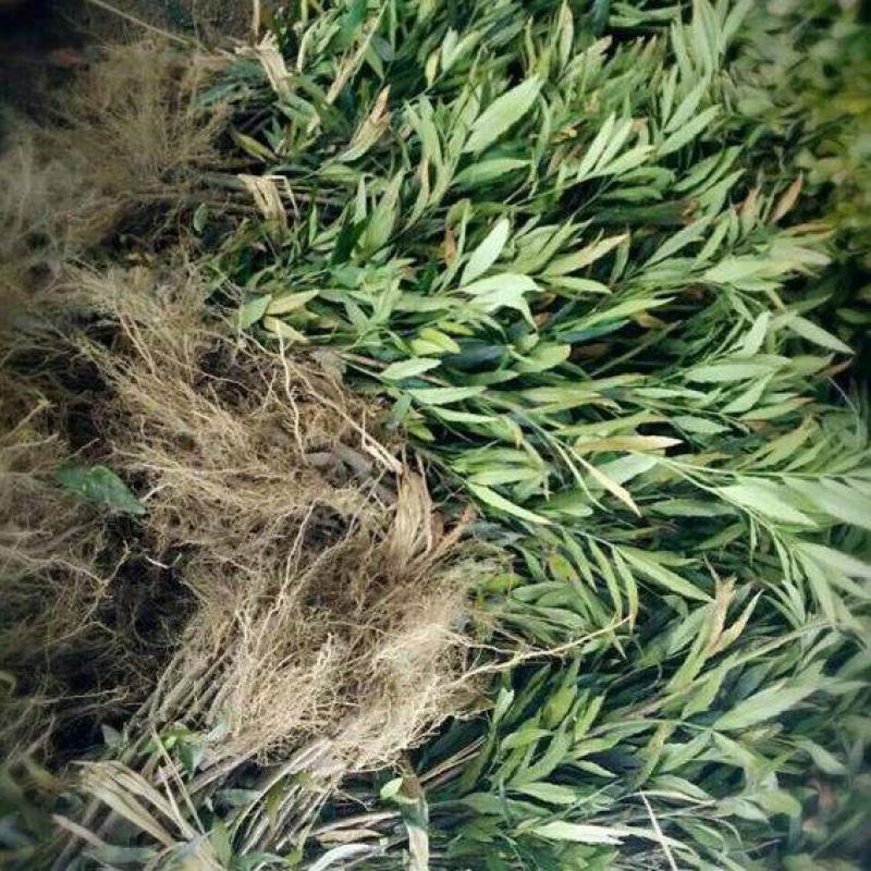十大功劳大量上市了价格优惠一手货源质量保证