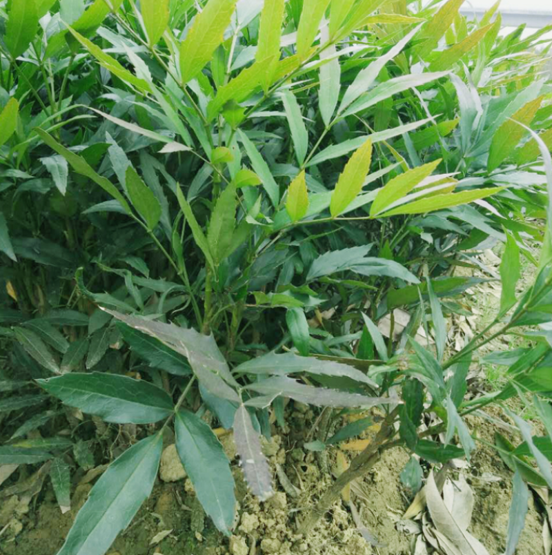 十大功劳大量上市了价格优惠一手货源质量保证