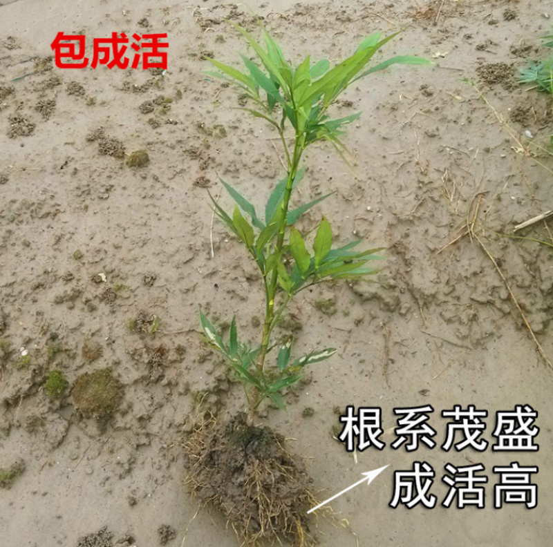 十大功劳大量上市了价格优惠一手货源质量保证
