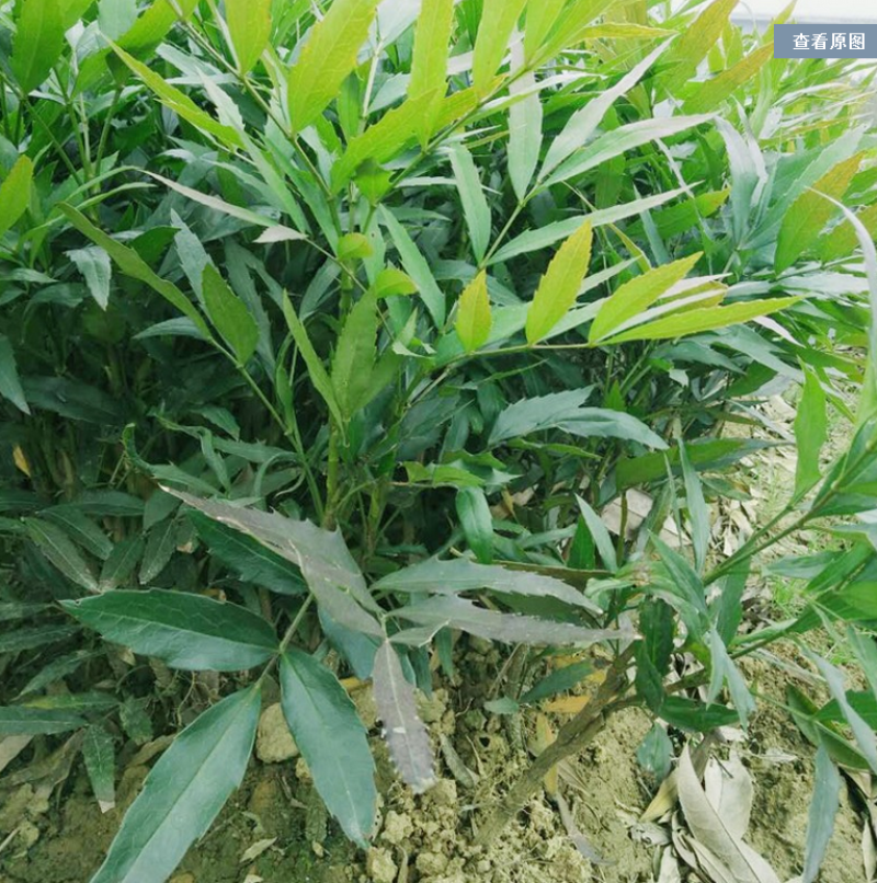 十大功劳大量上市了价格优惠一手货源质量保证