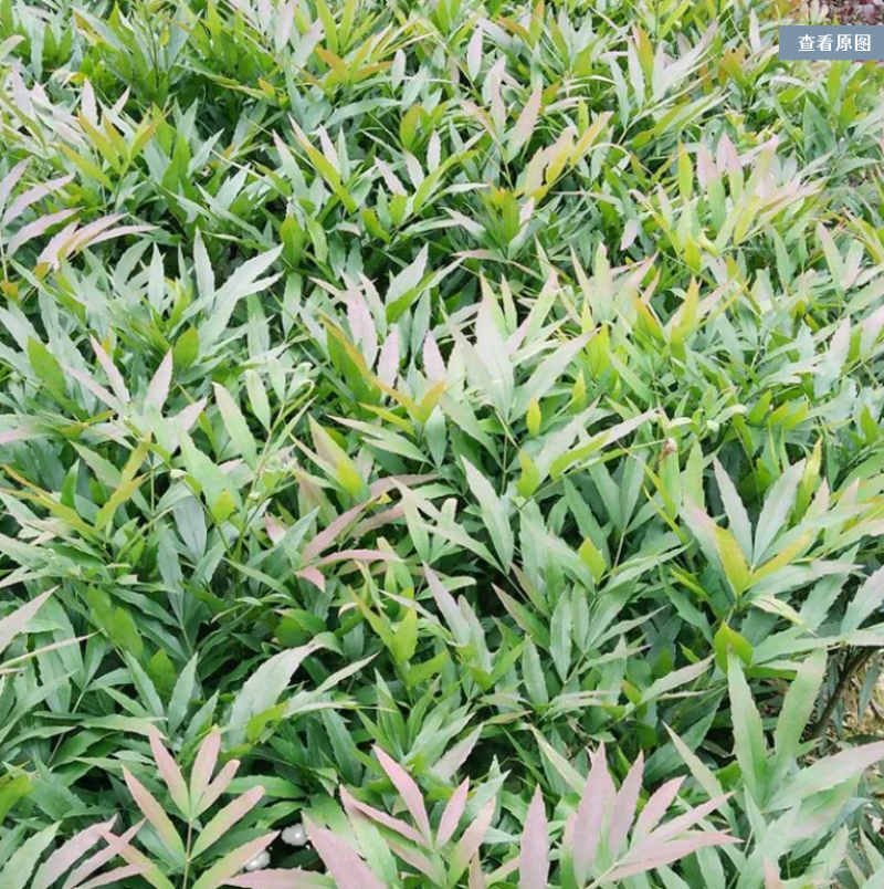 十大功劳大量上市了价格优惠一手货源质量保证