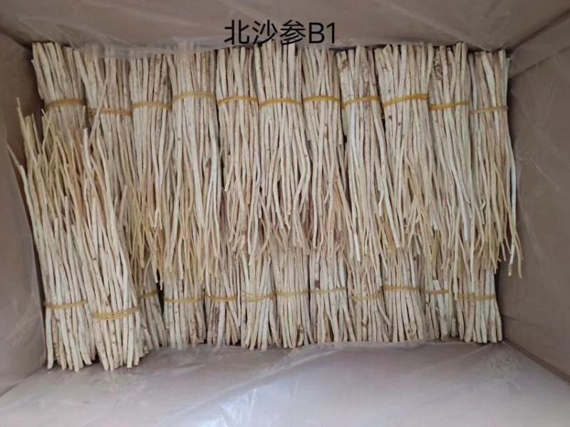 北沙参