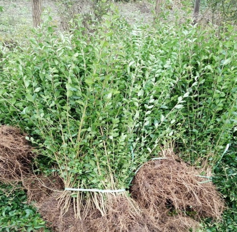 小叶女贞大量上市了价格优惠一手货源质量保证