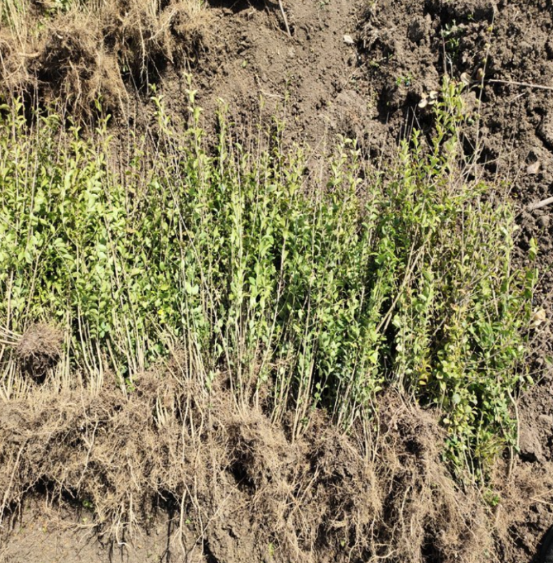 小叶女贞大量上市了价格优惠一手货源质量保证